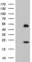 Nucleobindin 1 Antibody