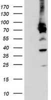 ERp72 Antibody