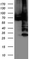 ERp72 Antibody