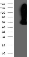 WDR4 Antibody