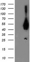 ASCC1 Antibody