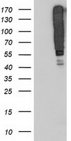 SERPINB13 Antibody