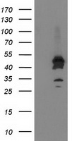 ASCC1 Antibody