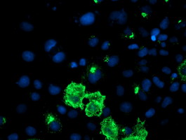 DAND5 Antibody