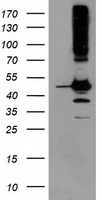 SERPINB13 Antibody