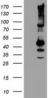 SERPINB13 Antibody
