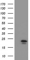 TMED1 Antibody