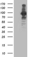 Apc2 Antibody