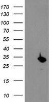 Proteasome subunit beta type 4 Antibody