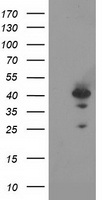 Rad51L1 Antibody