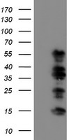WWTR1 Antibody