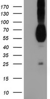 NECTIN1 Antibody