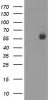 PVRL1 Antibody