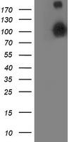Apc2 Antibody
