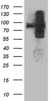 Apc2 Antibody