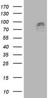 Apc2 Antibody