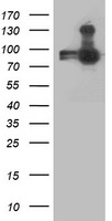 Apc2 Antibody