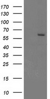 Cytochrome P450 17A1 Antibody