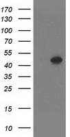 SETD7 Antibody