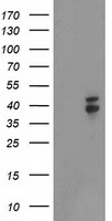 Nudel Antibody