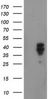 Nudel Antibody