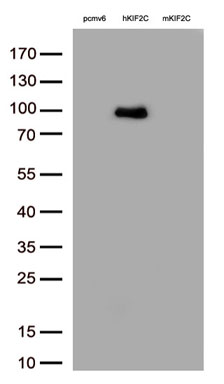 MCAK Antibody