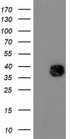 Nudel Antibody