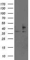TRAP alpha Antibody