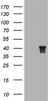 Nudel Antibody