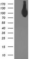 ASCC2 Antibody