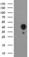 Nudel Antibody