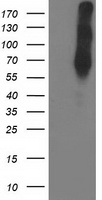 LIM Kinase 1 Antibody
