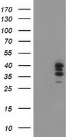 TRAP alpha Antibody