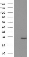 SOCS3 Antibody