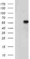p53 Antibody