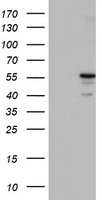 p53 Antibody