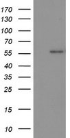 p53 Antibody