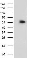 p53 Antibody