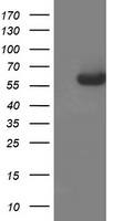 AP2M1 Antibody
