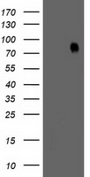 LIM Kinase 1 Antibody