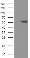 p53 Antibody