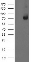 LIM Kinase 1 Antibody