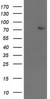 LIM Kinase 1 Antibody