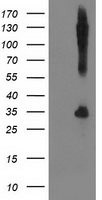 SNAP25 Antibody