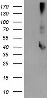 EB2 Antibody