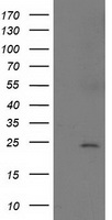 SOCS3 Antibody