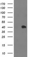 Monoacylglycerol Lipase Antibody
