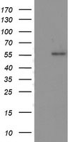 p53 Antibody