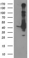 EB2 Antibody