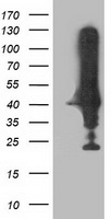 NEU2 Antibody